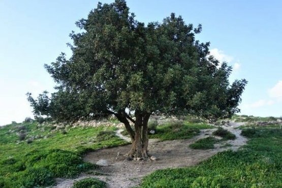 תמונת מופע: החוויה המודיעינית&colon; גבעות של סיפור &ndash; מהברפיליה לאשון
